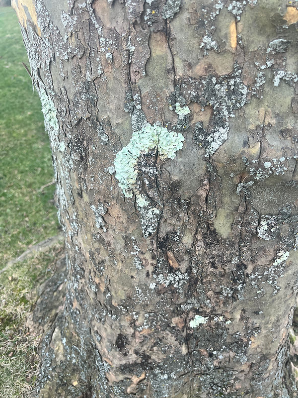 Glen Cove Tree Cutting Glen Cove Tree Service Glen Cove